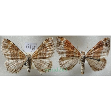 Xanthorhoe spadicearia (Denis & Schiffermüller, 1775) pair Paśnik cisawiak Czech61g